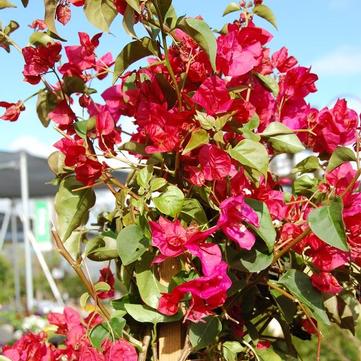 Bougainvillea 'Barbara Karst'