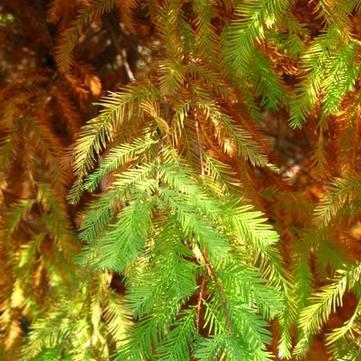 Taxodium distichum 