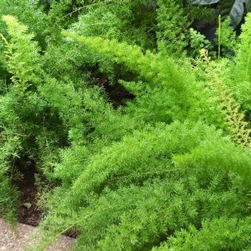 Asparagus densiflorus 'Myersii'
