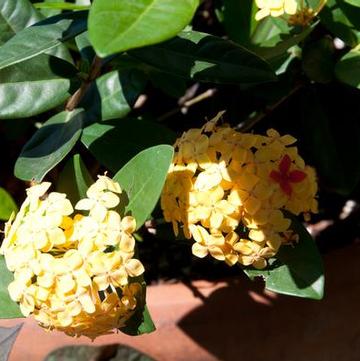 Ixora coccinea 'Maui Yellow'