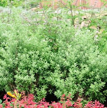 Leucophyllum frutescens 'Silverado'