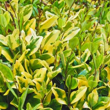 Ligustrum japonicum 'Howardi'