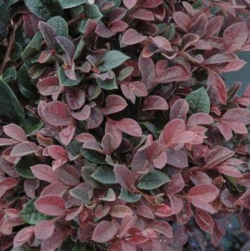 Loropetalum chinense 'Plum Delight'