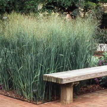 Panicum virgatum 'Heavy Metal'