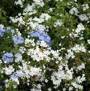 Plumbago auriculata 