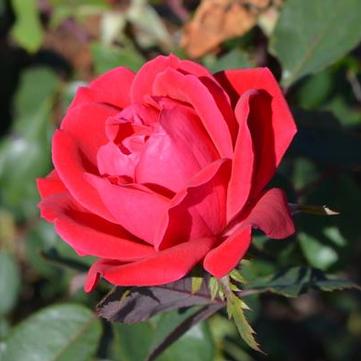 Rosa 'Double Knock Out®'