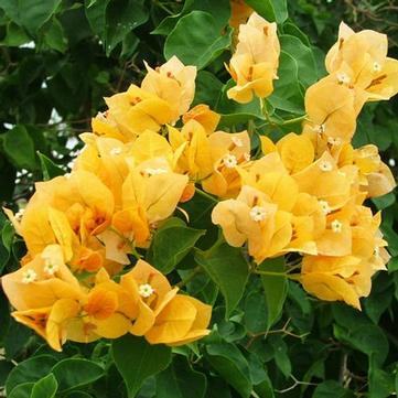 Bougainvillea 'Gold'