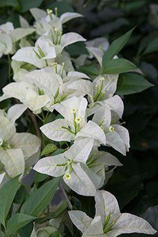 Bougainvillea 'Miss Alice White'