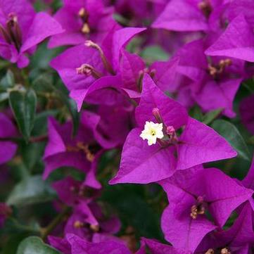 Bougainvillea 'New River Purple'