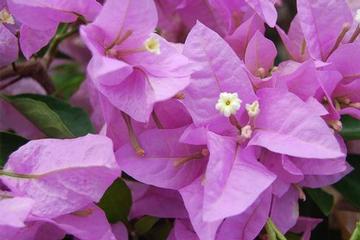 Bougainvillea 'Silhouette'