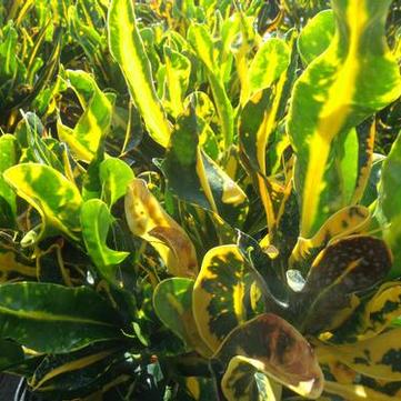 Croton 'Mammy Yellow'