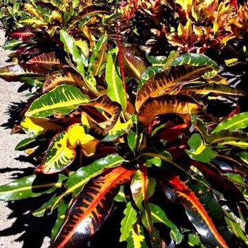 Croton 'Mango'